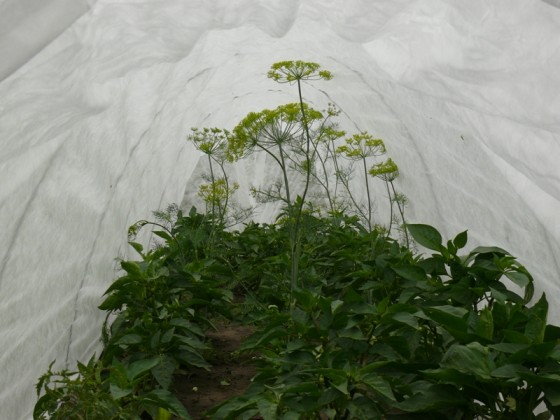 Парник "Подснежник" (3 метра)